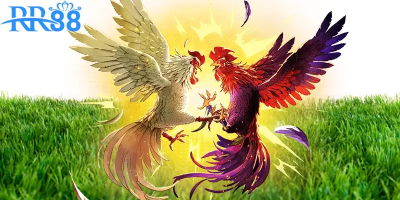 Đá gà RR88 đang là một trong những loại hình giải trí trực tuyến