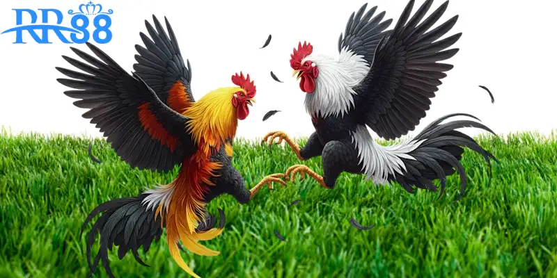 thiên đường giải trí số một dành cho những ai đam mê các trận hùng kê